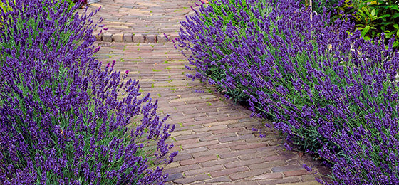 De Blauwe lavendel' is €4.72 ipv €9,45 alleen tot morgen!