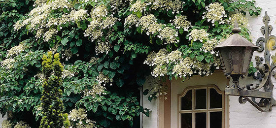 De Klimhortensia is €4.02 ipv €8,95 alleen tot morgen!