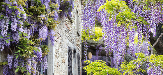 De Blauwe regen 'Amethyst Falls'  is €13.02 ipv €28.95!