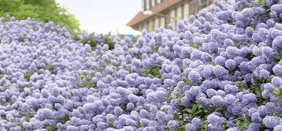 De Amerikaanse sering 'Victoria' nu 50% slechts €5,22 i.p.v. €10,45! 