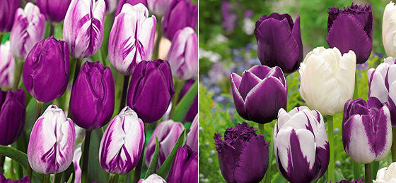 De Tulp Mix (x10) nu 50% slechts €3,72 ipv €7,45 alleen tot morgen!
