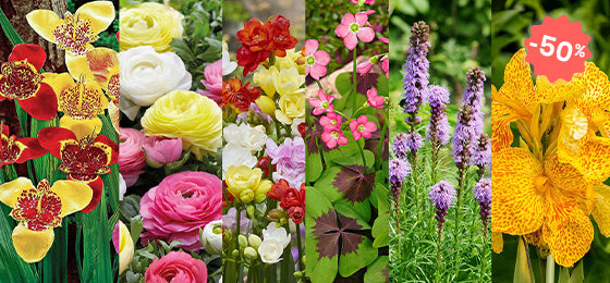 Tot 50% korting op onze 6 favoriete bloembollen! 