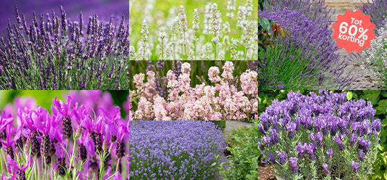7 lavendel, een geurig weekend met kortingen tot 60%!