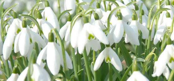 De Sneeuwklokje (x25 bloembollen) met 55% korting !