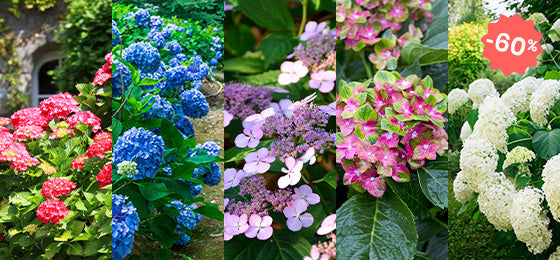 Weekenddeal: Hortensia’s tot 60% geldig tot het einde van de week