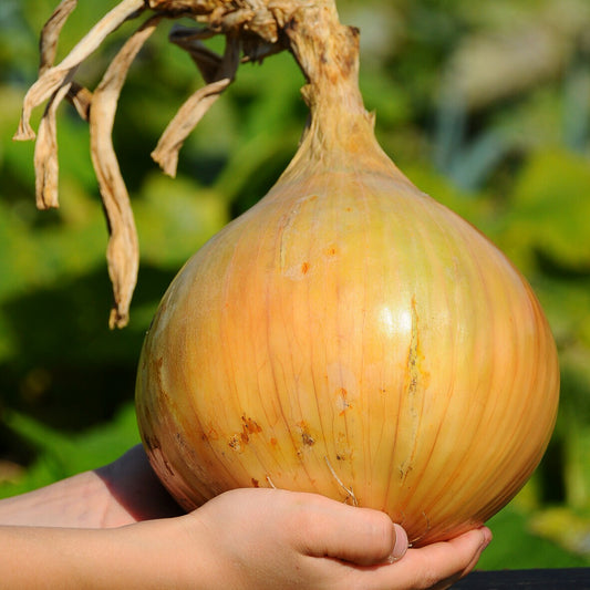 Reuzenui 'The Kelsae' - Bakker