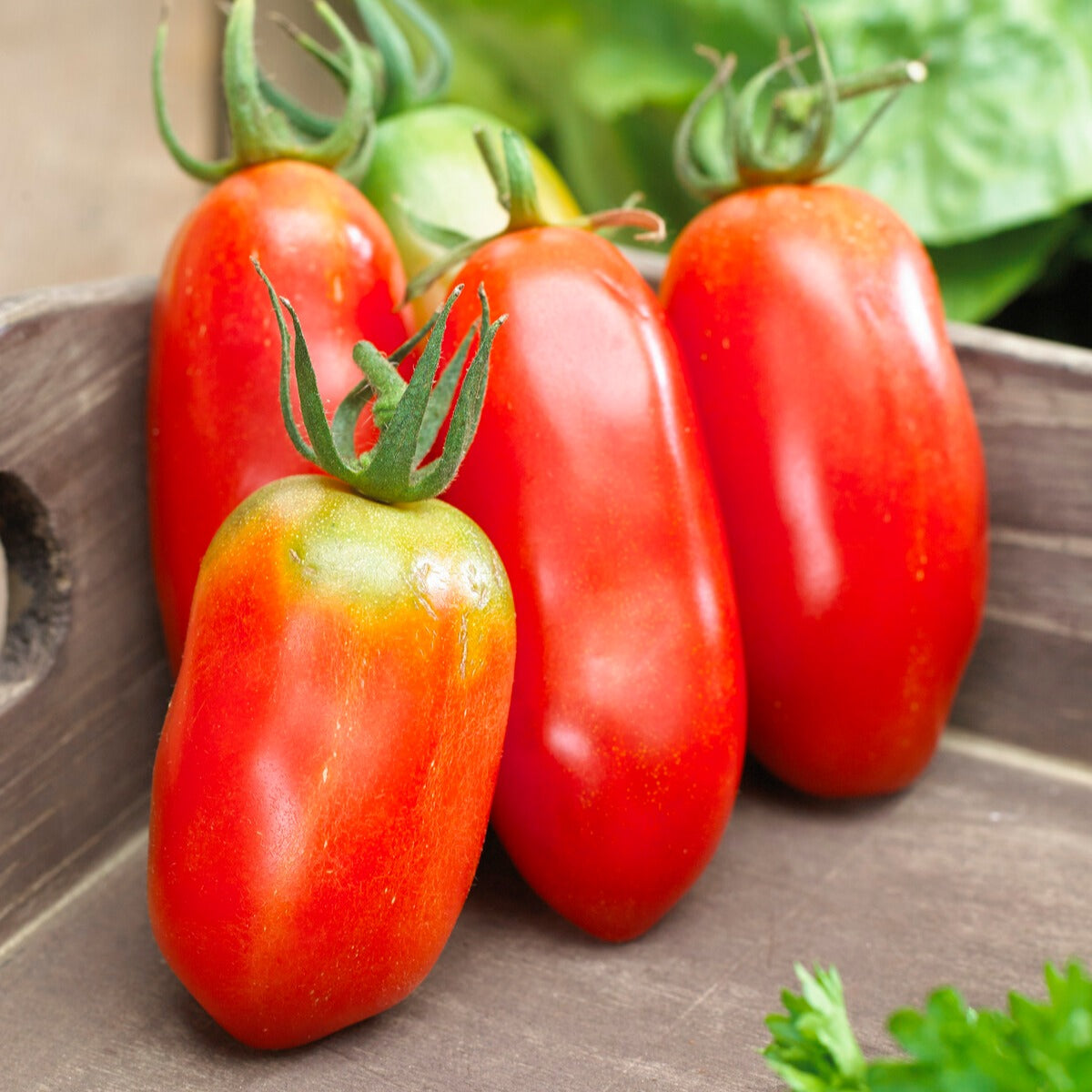 Tomatenmix 'Coeur de Boeuf' + 'St. Pierre' + 'San Marzano' - Collection 3 tomates savoureuses (coeur de boeuf, saint pierre, san m - Moestuin