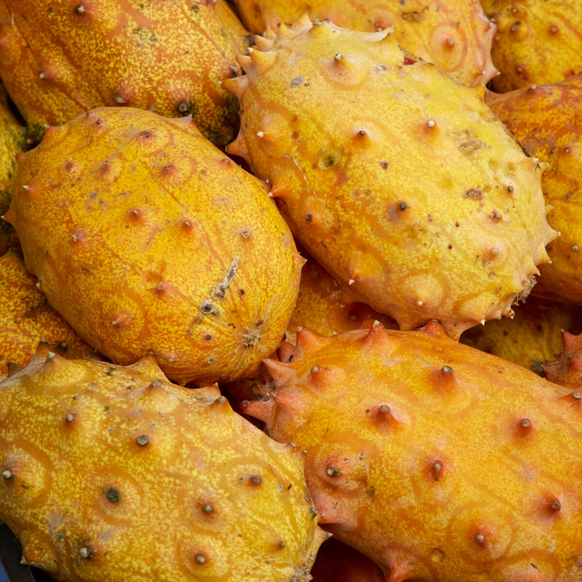 Kiwano - Cucumis metuliferus - Bakker