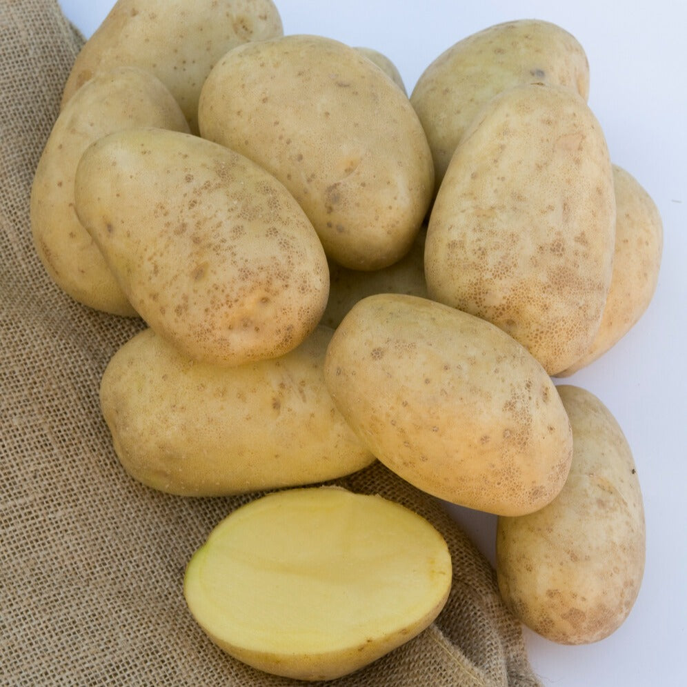 Aardappel 'Mona Lisa' - Bakker