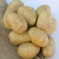 Aardappel 'Mona Lisa' - Solanum tuberosum mona lisa - Bakker