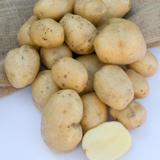 Aardappel 'Bindje'