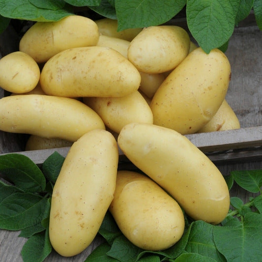 Aardappel 'Annabelle'