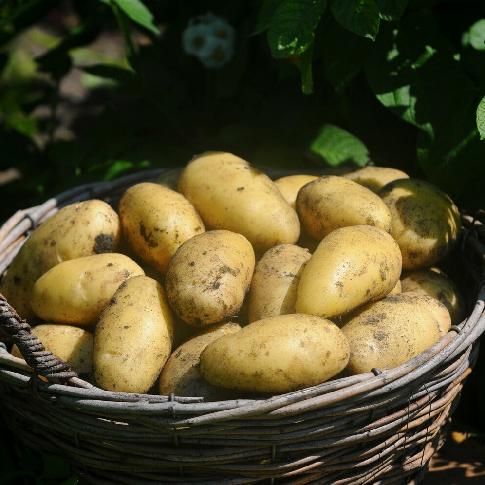 Aardappel 'Annabelle' - Solanum tuberosum annabelle - Bakker