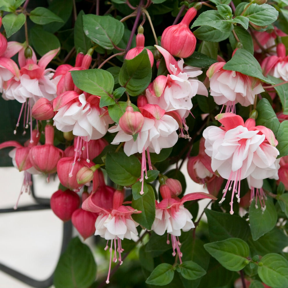 Fuchsia Bicentennial, Blue Angel, Swingtime - Bellenplant Mix 'Bicentennial' + 'Blue Angel' + 'Swingtime' (x6) - Fuchsia
