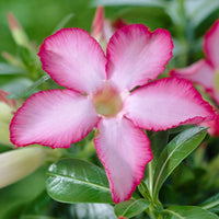 Adenium obesum - Woestijnroos - Kamerplanten voor binnen