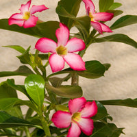 Woestijnroos - Adenium obesum - Bakker