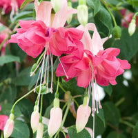 Dubbelbloemige fuchsia 'Bella Rosella' (x3) - Fuchsia Bella Rosella - Bakker