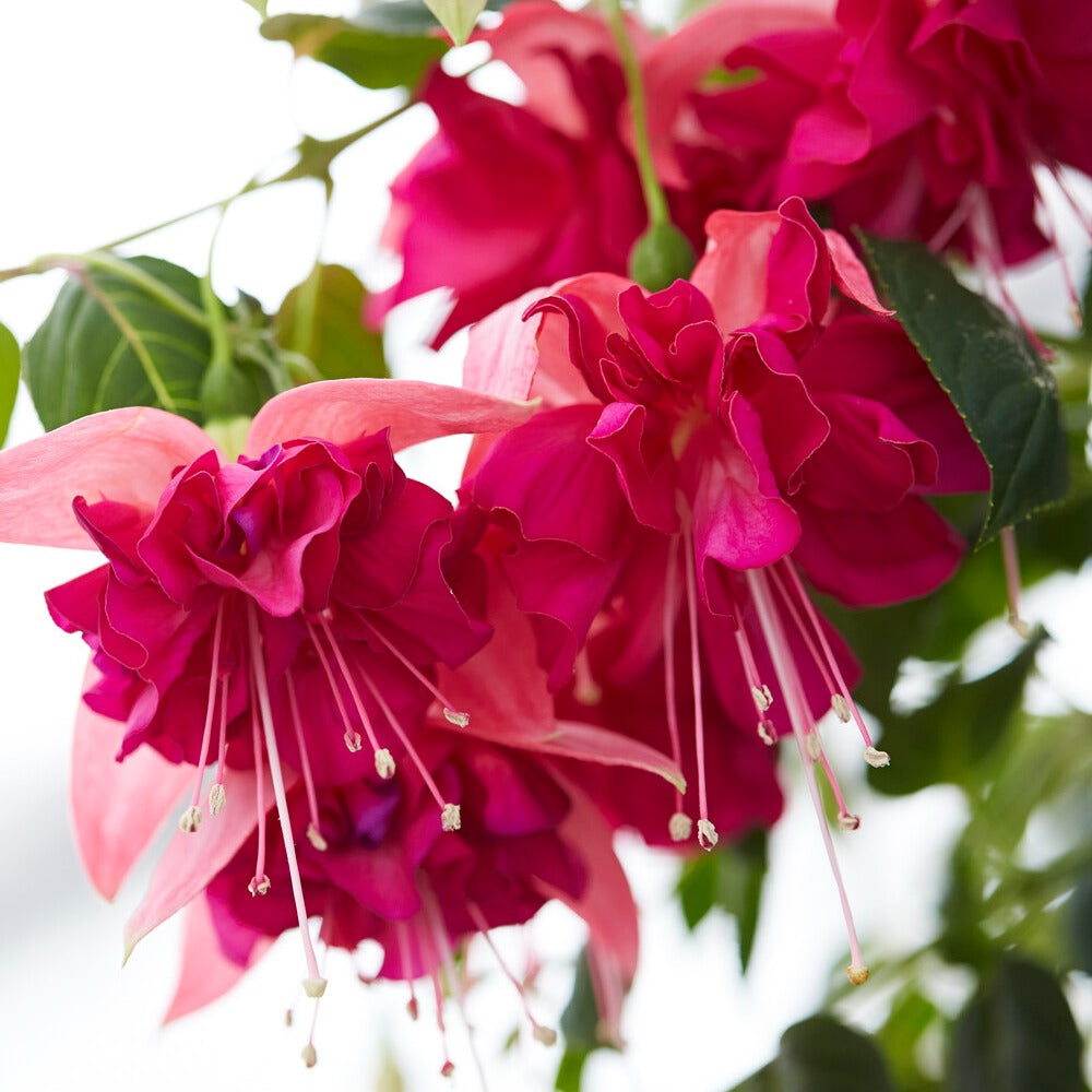 Fuchsia Bella Rosella - Dubbelbloemige fuchsia 'Bella Rosella' (x3) - Zomerbloemen