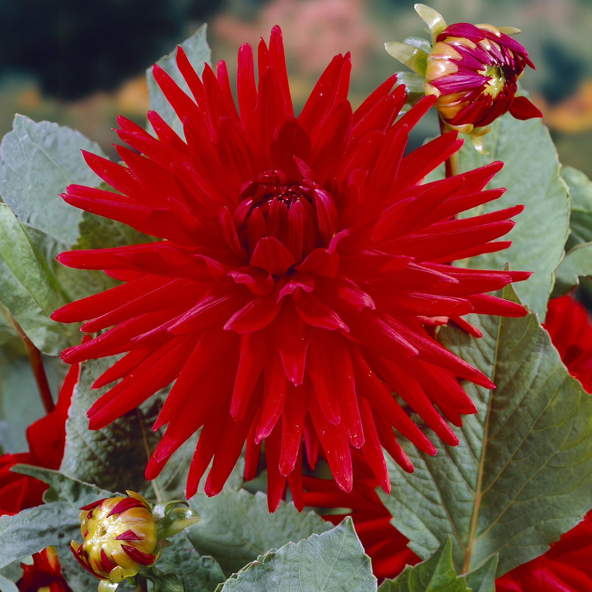 Dahlia  - Dahlia 'Red Pigmy' (x3) - Dahlia Red Pigmy