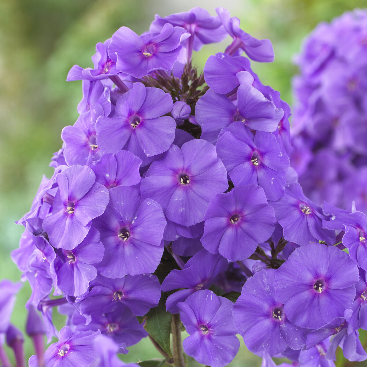 Phlox - Vlambloem 'Amethyst' - Phlox paniculata Amethyst