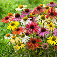 Zonnehoed Mix (x5) - Echinacea butterfly