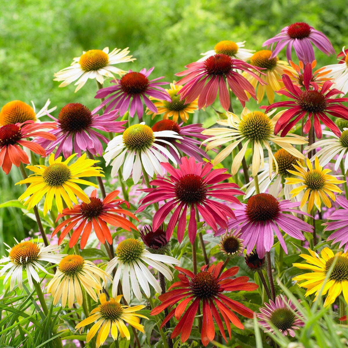 Zonnehoed Mix (x5) - Echinacea butterfly