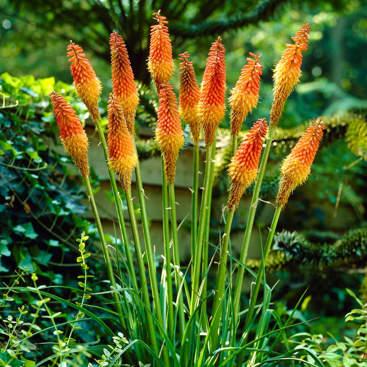 Vuurpijl (x5) - Kniphofia uvaria - Bakker