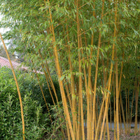 Bamboe Phyllostachys 'Aureocaulis' - Phyllostachys aureosulcata aureocaulis - Bamboe