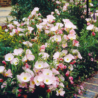 Oenothera speciosa siskiyou pink - Teunisbloem 'Siskiyou Pink' (x2) roze - Vaste planten