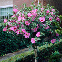 Hibiscus syriacus - Altheastruik op stam - Hibiscus