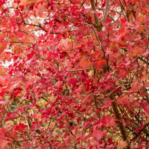 Verkoop Gelderse roos 'Roseum' - Sneeuwbal (Viburnum)