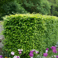 Haagbeuk (x10) - Carpinus betulus - Bakker