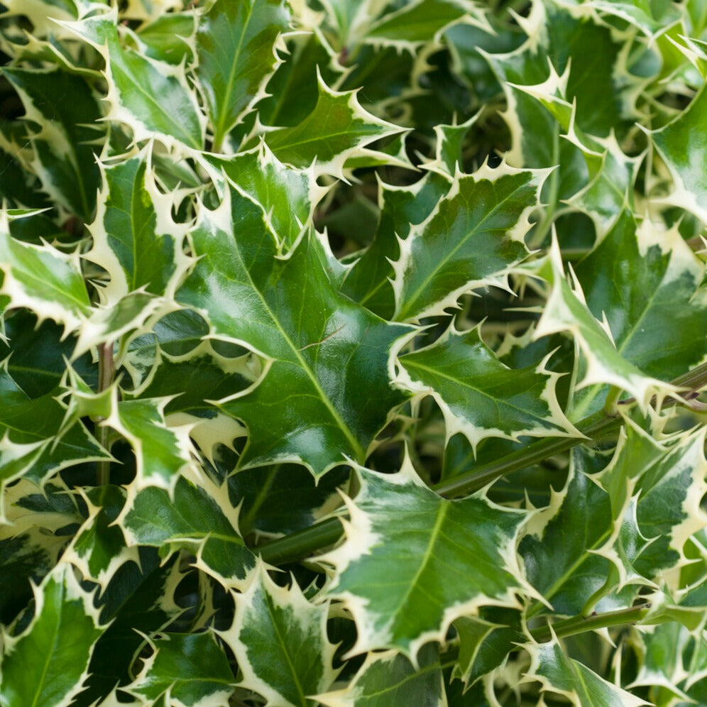 Bonte hulst op stam - Ilex aquifolium Argentea Marginata - Bakker