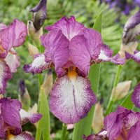 Baardiris 'Autumn Encore' (x3) - Iris germanica Autumn Encore - Bakker