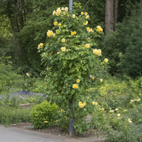 Klimroos Mix 'Ronsard' + 'Golden Gate' + 'Santana' (x3) - Rosa 'golden gate', 'santana', 'ronsard' - Bakker