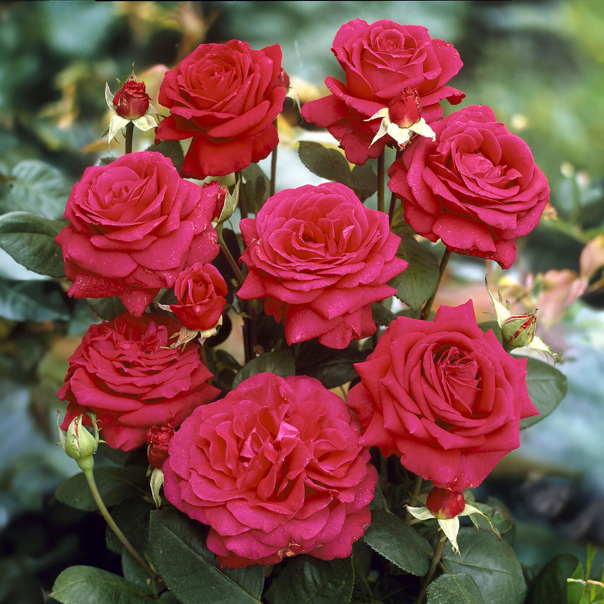 Stamrozen Mix 'Walztime'+ 'Sunsilk' + 'Dame de Coeur' (x3) - Rosa 'walztime' 'sunsilk''dame de coeur' - Plantsoort