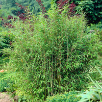 Bamboe - Fargesia murielae - Bakker