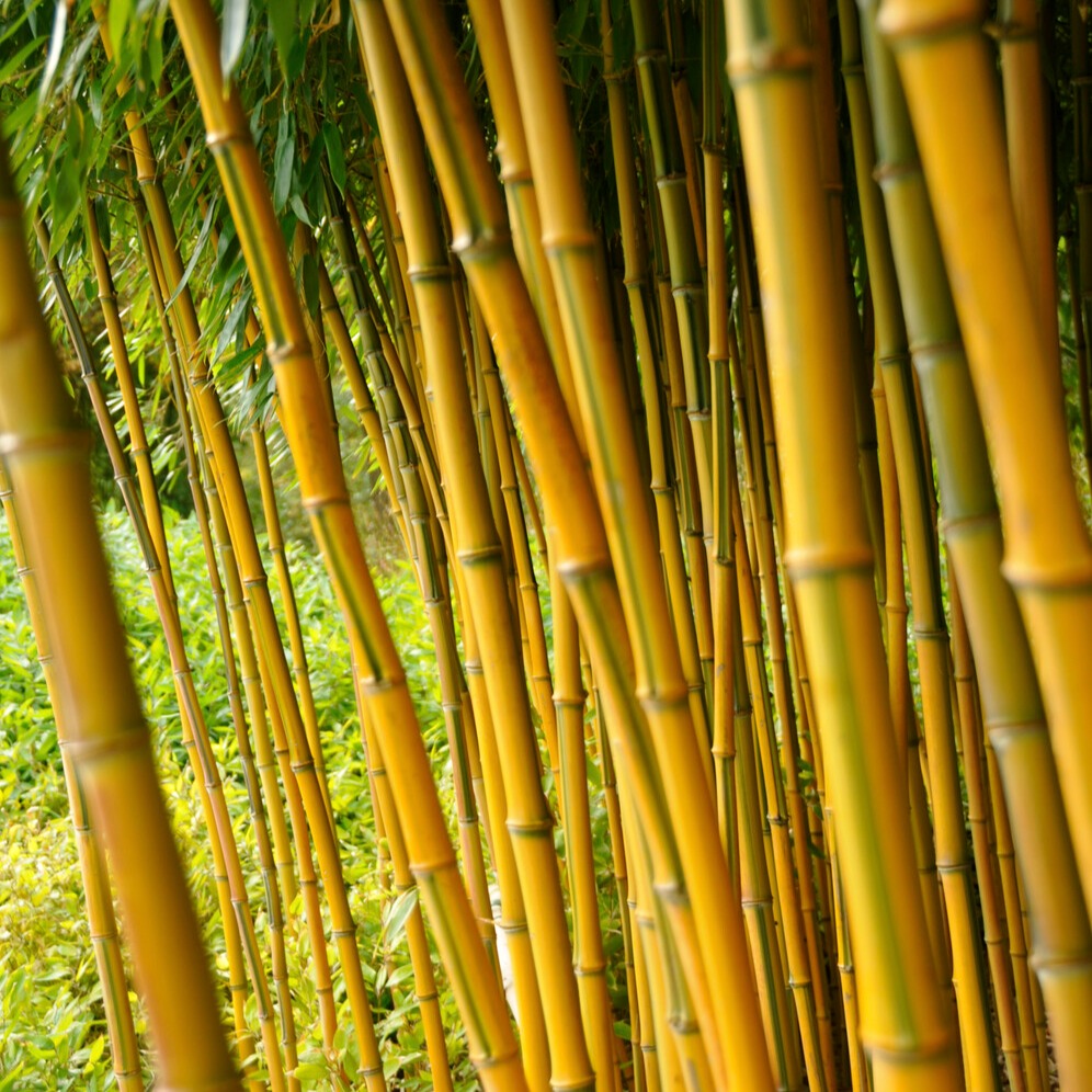 Verkoop Bamboe Phyllostachys 'Spectabilis'