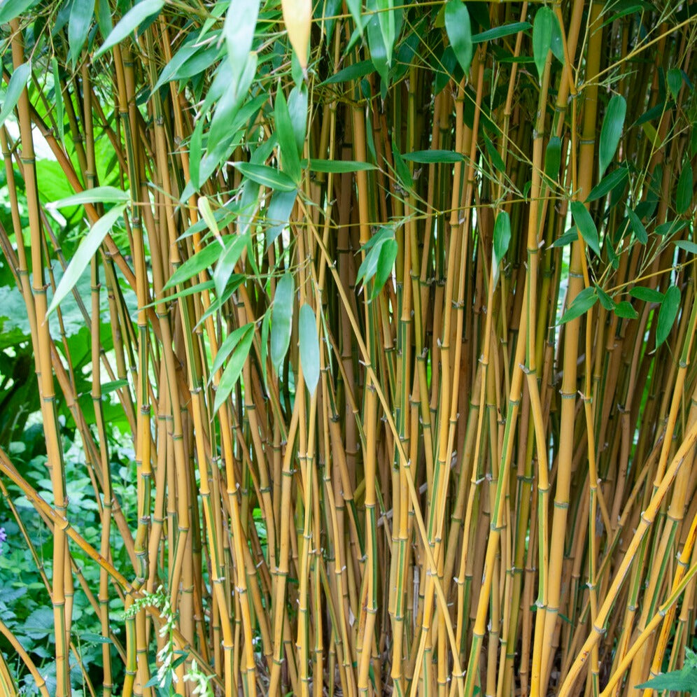 Phyllostachys aureosulcata spectabilis - Bamboe Phyllostachys 'Spectabilis' - Bamboe