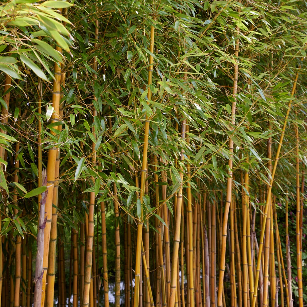 Verkoop Bamboe Phyllostachys 'Spectabilis' - Phyllostachys aureosulcata spectabilis