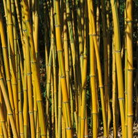 Bamboe Phyllostachys 'Spectabilis' - Phyllostachys aureosulcata spectabilis - Bakker