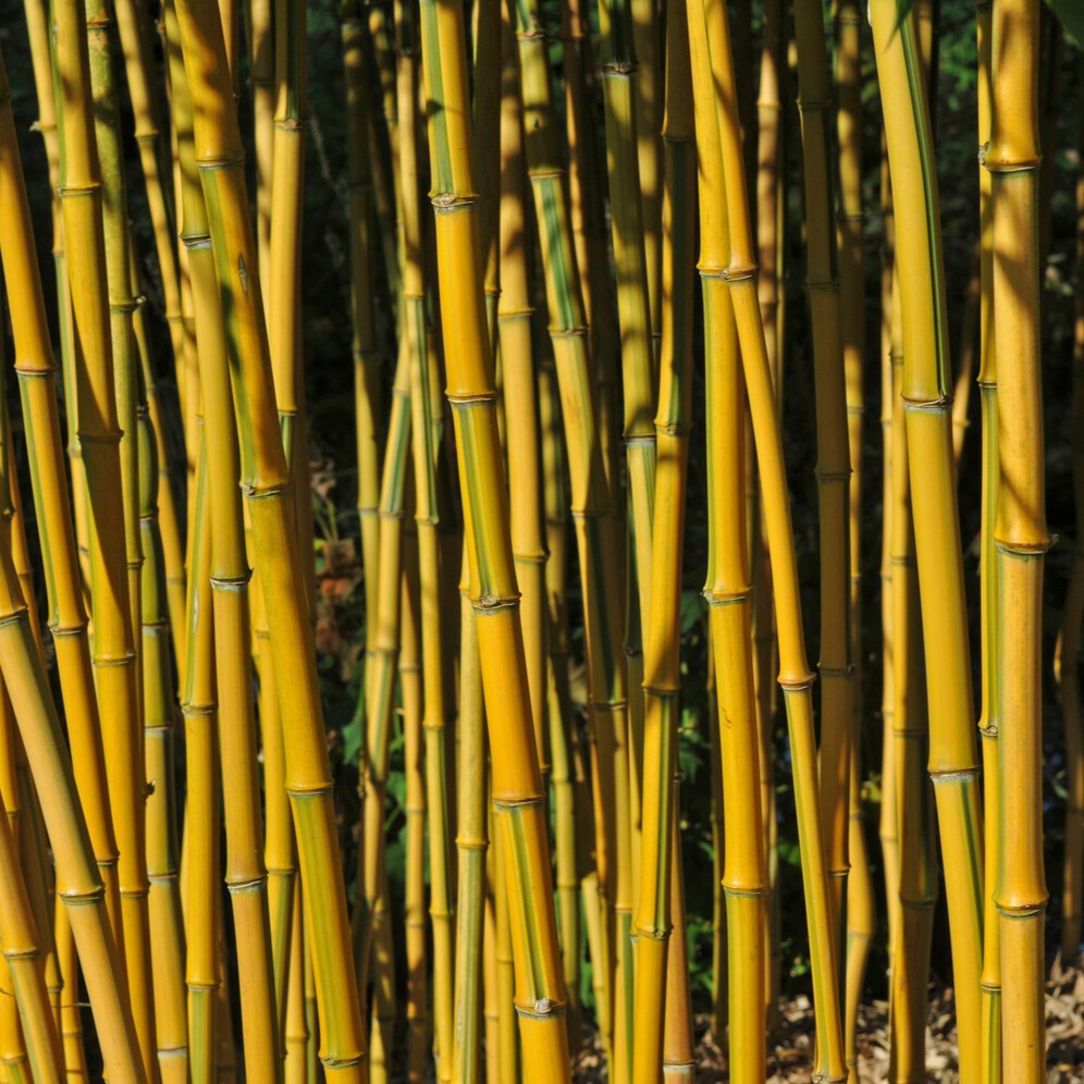 Bamboe Phyllostachys 'Spectabilis' - Phyllostachys aureosulcata spectabilis - Bakker