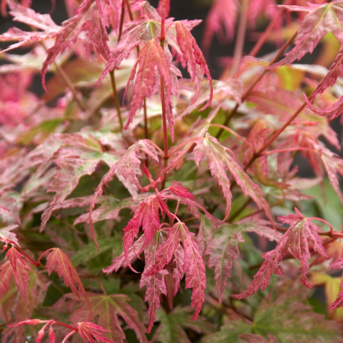 Japanse esdoorn 'Phoenix' - Acer palmatum phoenix - Bakker