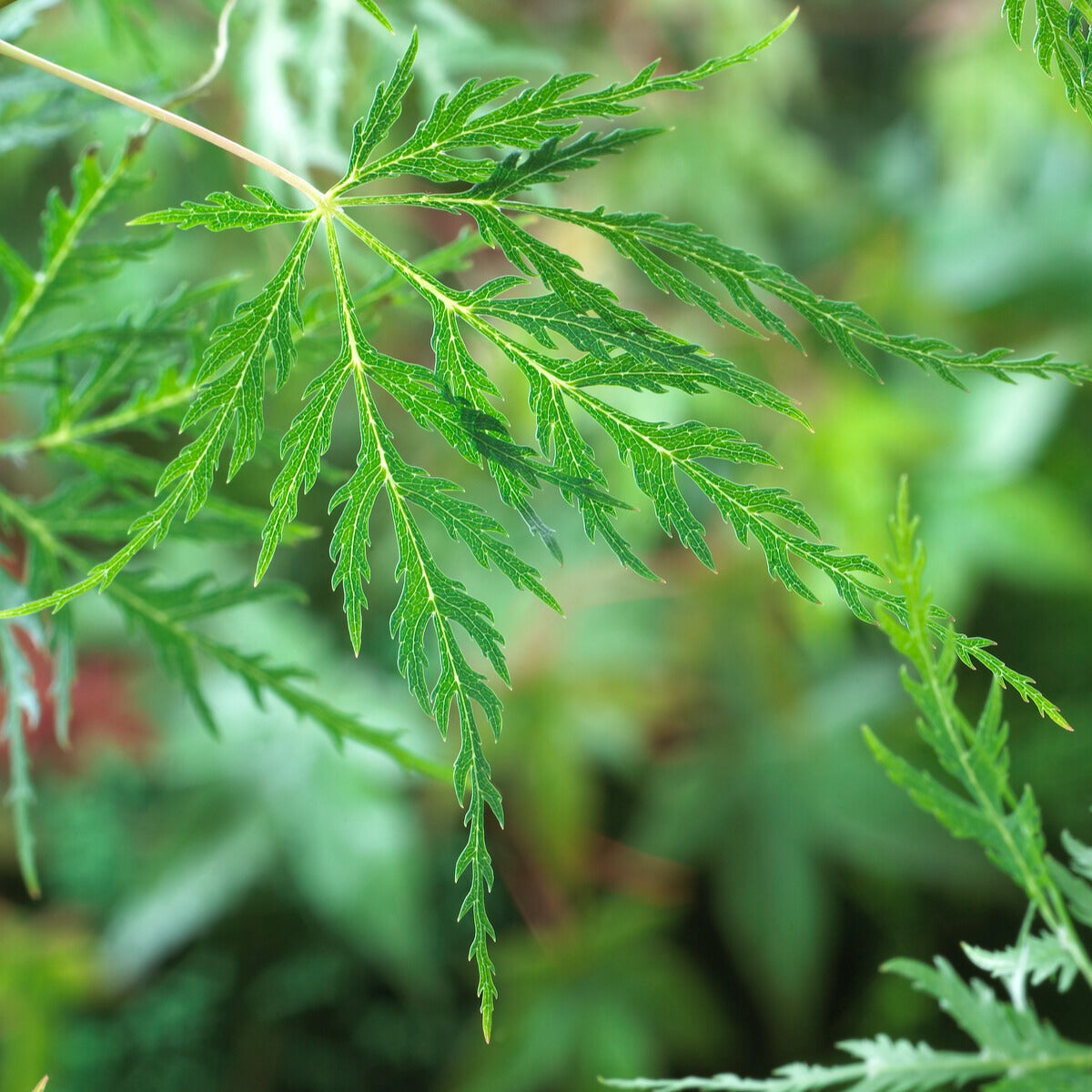 Japanse esdoorn 'Emerald Lace' - Acer palmatum emerald lace - Bakker