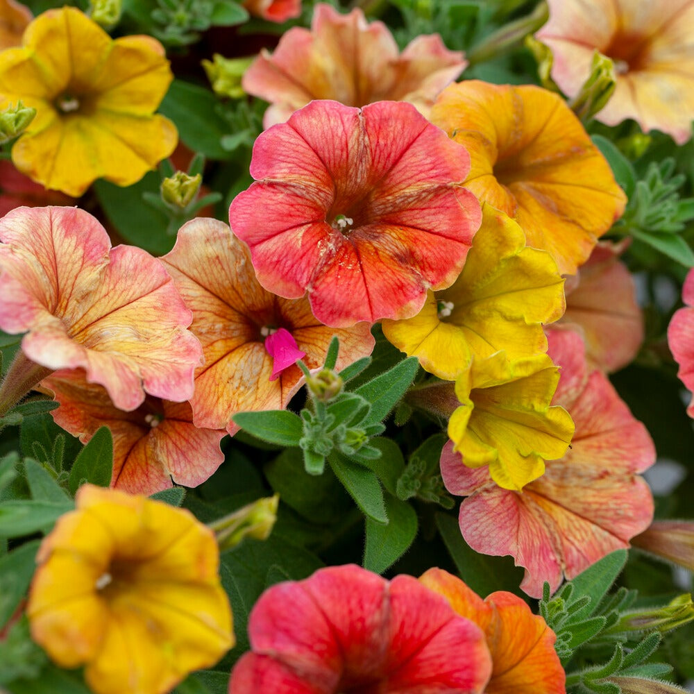Petunia 'Indian Summer' (x3) - Petunia cascadias Indian Summer - Bakker