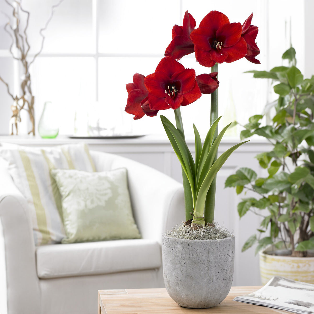 Amaryllis - Amaryllis 'Red Lion' - Amaryllis red lion