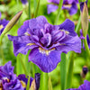 Siberische Iris Dubbele Standaard (x2) - Bakker