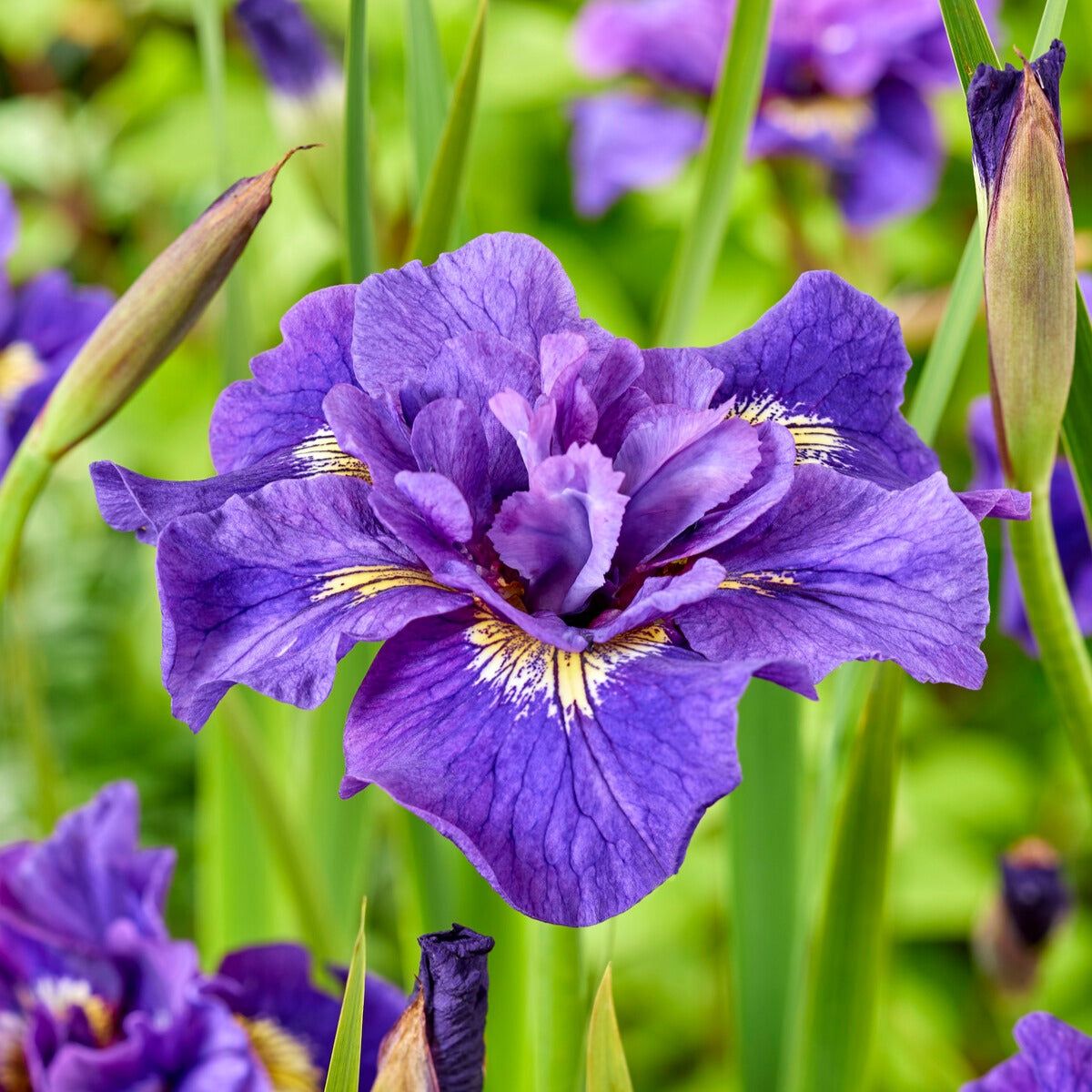 Siberische iris Mix - Iris sibirica Double Standard,  Concord Crush,  Pink Parfait - Bakker