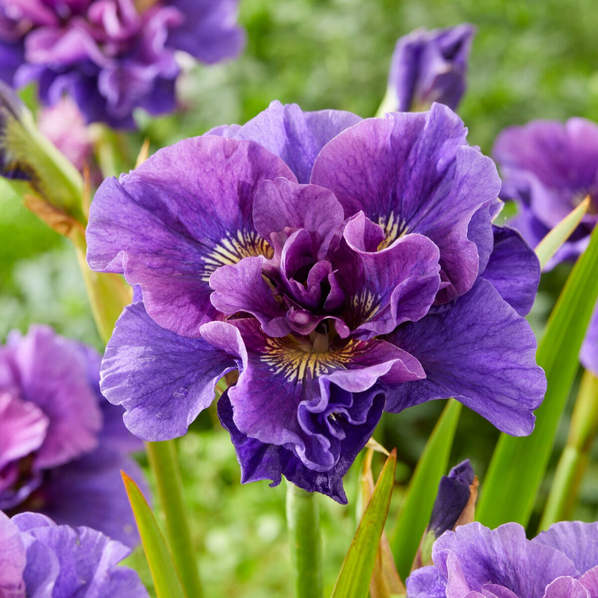 Bloeiende vaste planten