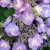 Boerenhortensia 'Blueberry Cheesecake'